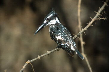 Martin pêcheur pie,.Ceryle rudis, Pied Kingfisher