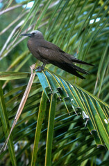 Noddi marianne,.Anous tenuirostris, Lesser Noddy, Seychelles