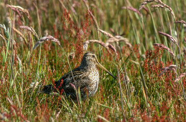 Bécassine des marais,.Gallinago gallinago, Common Snipe