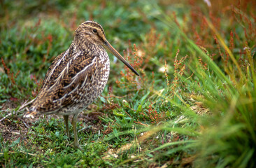 Bécassine des marais,.Gallinago gallinago, Common Snipe