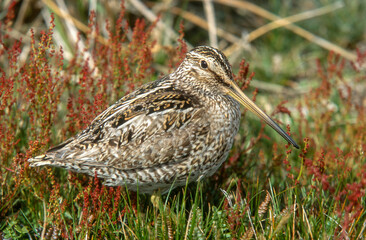 Bécassine des marais,.Gallinago gallinago, Common Snipe