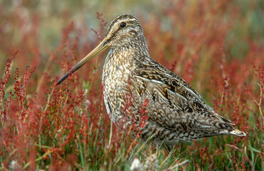 Bécassine des marais,.Gallinago gallinago, Common Snipe