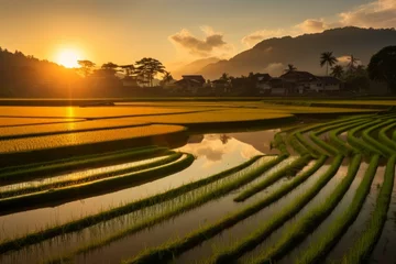 Badkamer foto achterwand Golden hour lighting casting a warm glow over a tranquil paddy field scene © KerXing