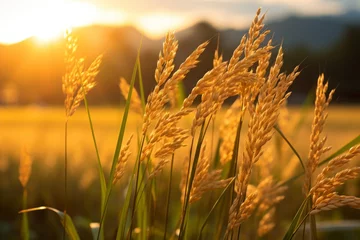 Foto op Canvas Golden sunlight filtering through rice stalks in a serene paddy field © KerXing