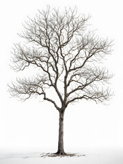 Dead tree isolated on a white background.