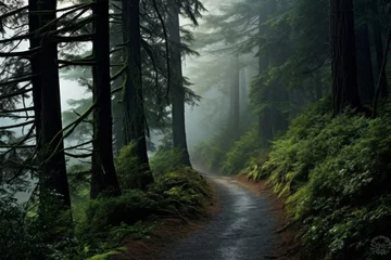 Papier Peint photo autocollant Route en forêt Mist-shrouded forest path leading to a world of secrets and beauty