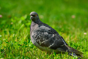 pigeon on grass