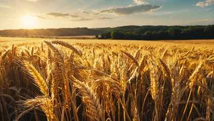 Deurstickers Golden wheat harvest  © rouda100