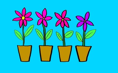 colorful flower plant in a pot in blue background