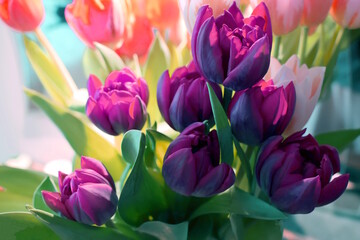 Obraz premium Bright purple tulips on a background of pink tulips. A riot of colors. Bright purple tulips on a background of pink tulips. Spring bouquet.