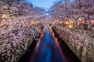 Nakameguro cherry blossom festival at night, Tokyo, Japan