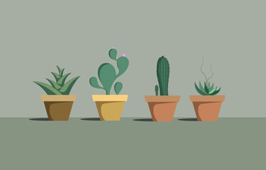 Cactus is grown in pots, there are cacti and so on.