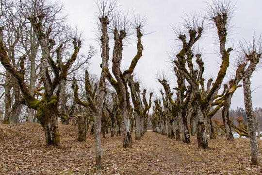Alley of linden trees at the lake Katvari on a cloudy day in March in Katvari in Latvia