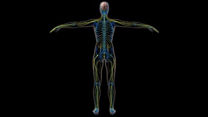 Human brain central nervous system anatomy for medical concept 3D rendering