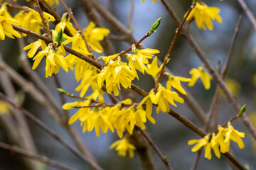 Yellow forsythia flowers on a tree in spring. Macro shot