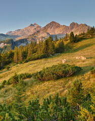 Blick vom Plattenkogel zum Rosskopf, Hochkrimml, Venediger Gruppe, Hohe Tauern, Salzburg, Österreich
