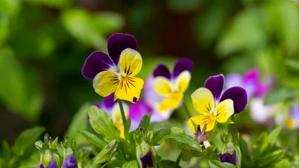 Foto auf Alu-Dibond A viola pansy  in  garden, viola tricolor, little pansy © Volodymyr