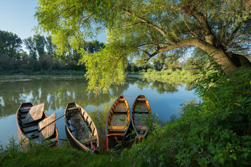 Fischerboote unter einer Trauerweis in einem Donau Altarm, Haslau an der Donau, Donauauen,...