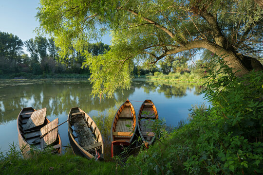 Fischerboote unter einer Trauerweis in einem Donau Altarm, Haslau an der Donau, Donauauen, Nieder&ouml;sterreich, &Ouml;sterreich