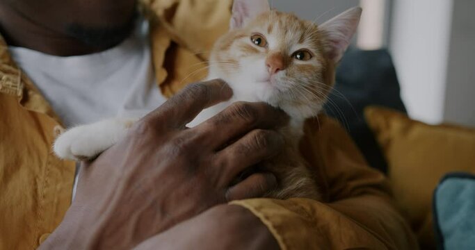 Close-up of adorable cat and hand African American man stroking animal expressing love and care. Cute pet and loving owner person.