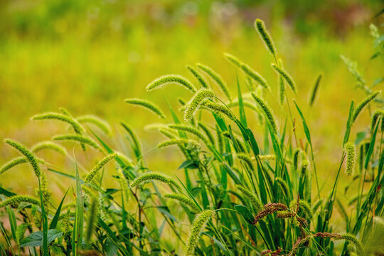 Grass with spikelets and seeds in a meadow on a blurred background