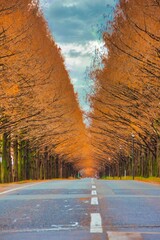 滋賀県 マキノ 紅葉 メタセコイア並木

