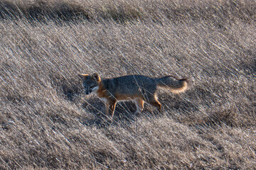 Small Island Fox Strolls Through Grass Field