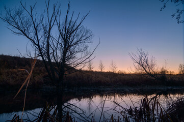 tree on the bank of dusk sky