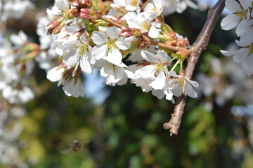 Cherry blossom in spring, close-up of white flowers
