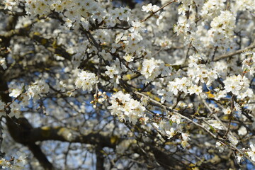 Cherry blossom in spring, close-up of white flowers