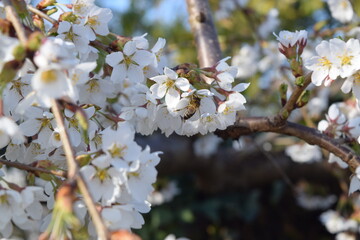 Cherry blossom in spring, close-up of white flowers. Bee pollinating white flowers of a blossoming cherry tree in spring