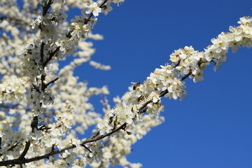 Cherry blossom in spring, close-up of white flowers. Bee pollinating white flowers of a blossoming cherry tree in spring