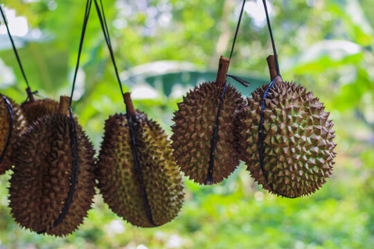 Bawor Durian tied with a rope is sold on the roadside in the rural area of ​​Lolong, Pekalongan