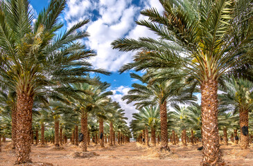 Fototapeta na wymiar Plantation of date palms for healthy food production. Date palm is iconic ancient plant and famous food crop in the Middle East and North Africa, it has been cultivated for 5000 years