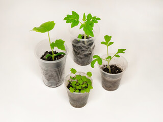 Young seedlings for the garden and vegetable