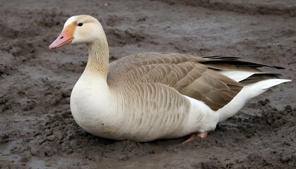 Naklejka na ściany i meble A Goose With Its Beak Buried In The Mud Upscaled