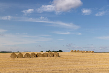 straw stacks in the field after the grain harvest