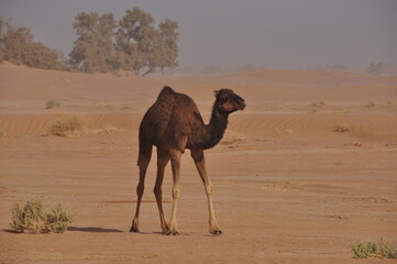 Maroc Sahara