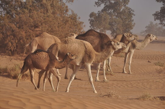 Maroc Sahara