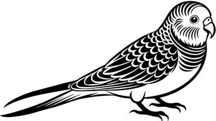Budgerigar Vector Art Stunning Illustrations for Avian Enthusiasts