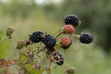 ripe and unripe blackberries on bushes with selective focus. A bouquet of berries.Natural background