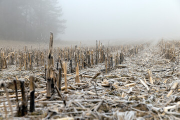 poorly harvested corn crop remaining for the winter