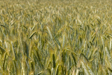 beautiful golden ripe wheat ears in the summer
