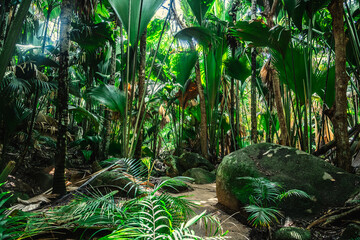 Tall plants surrounding a narrow path in a jungle - 763454577