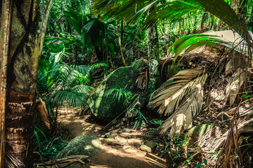 Path in a tropical jungle in Seychelles - 763454586