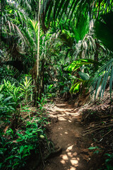 Thick vegetation around a dirt path in the jungle - 763454588