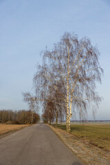 a road at sunset with birch trees on the side of the road