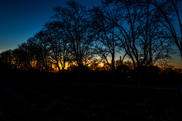 sunset in the woods, tree in the dark, sky, blue hour, tree, dark, light