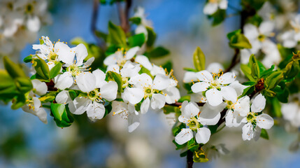 Spring white flowers on a tree branch