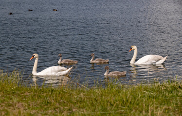 grey chicks of the white sibilant swan with grey down